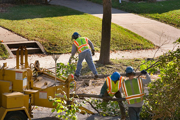 How Our Tree Care Process Works  in  Akron, CO